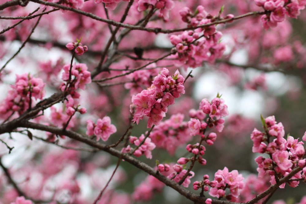 cherry blossoms in kyoto japan