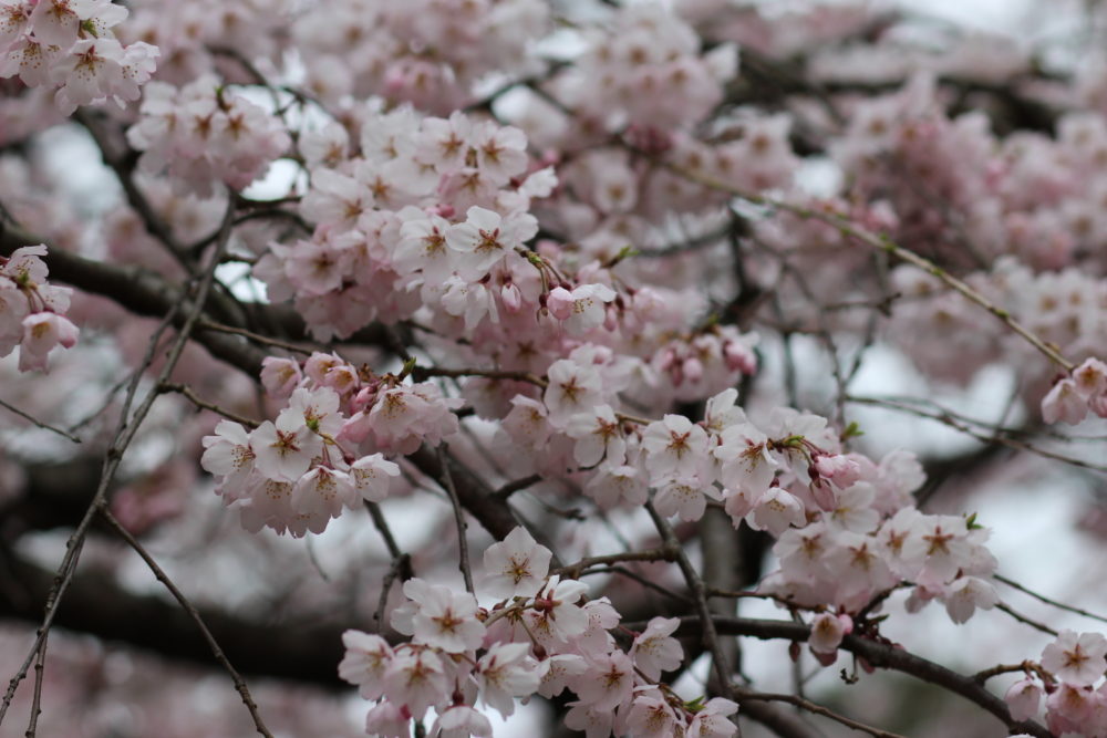 white sakura in kyoto japan