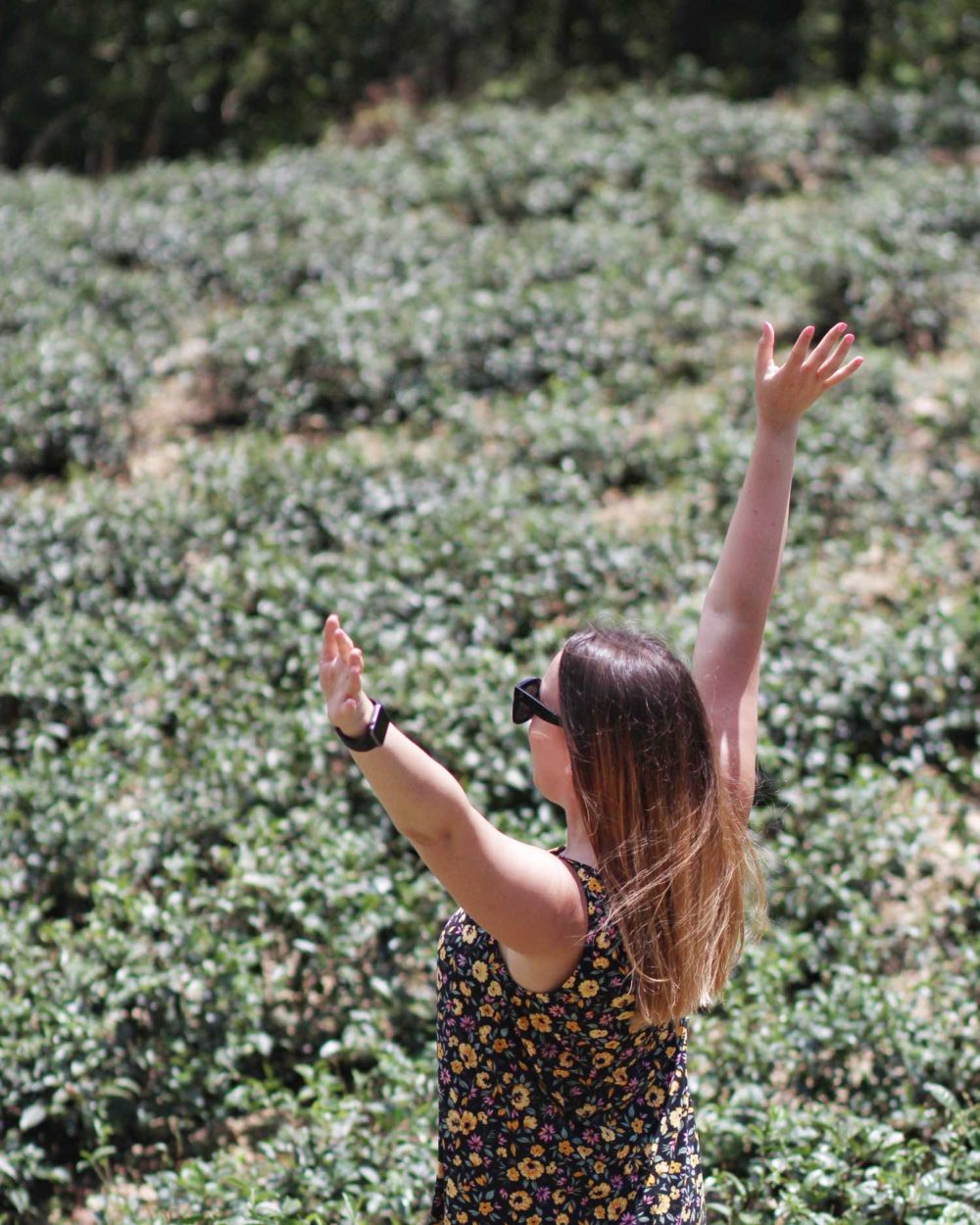 shiding tea district in new taipei city