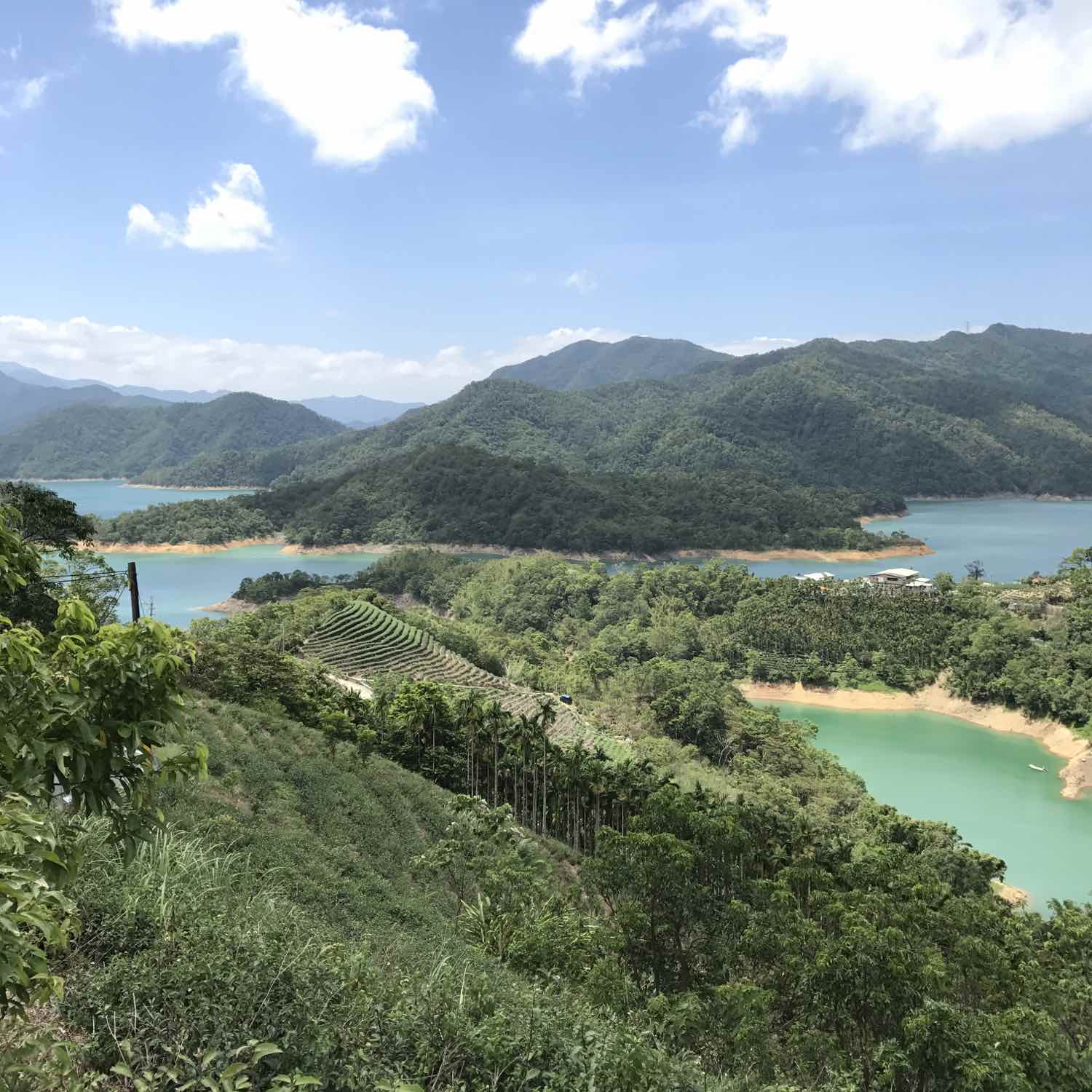 shiding tea fields