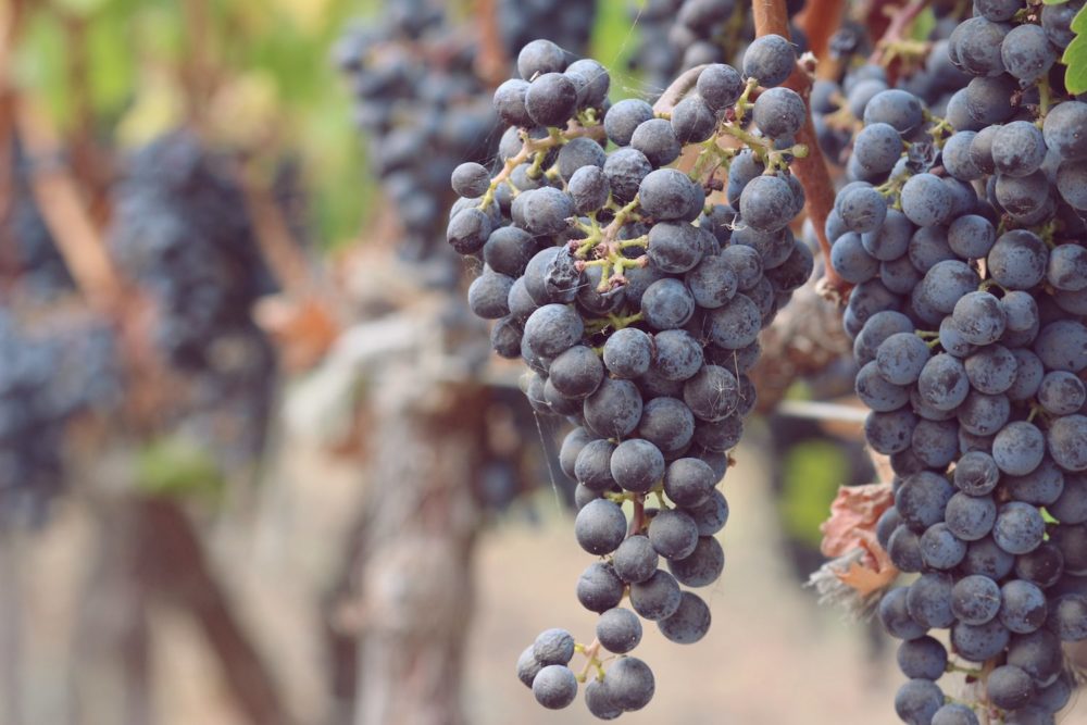 Trefethen Grapes Ready For Harvest