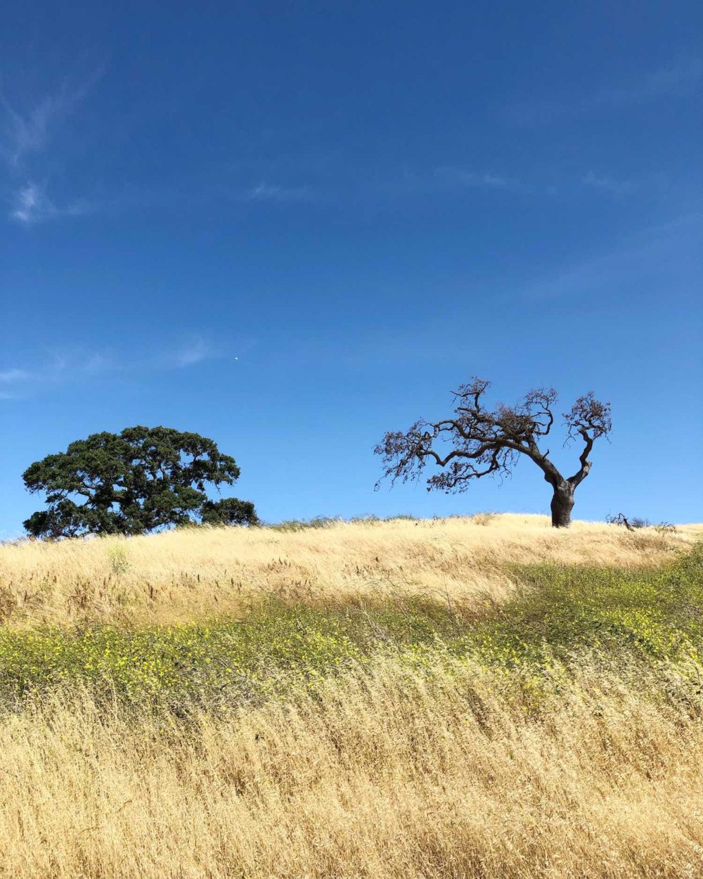 Lime Ridge Open Space