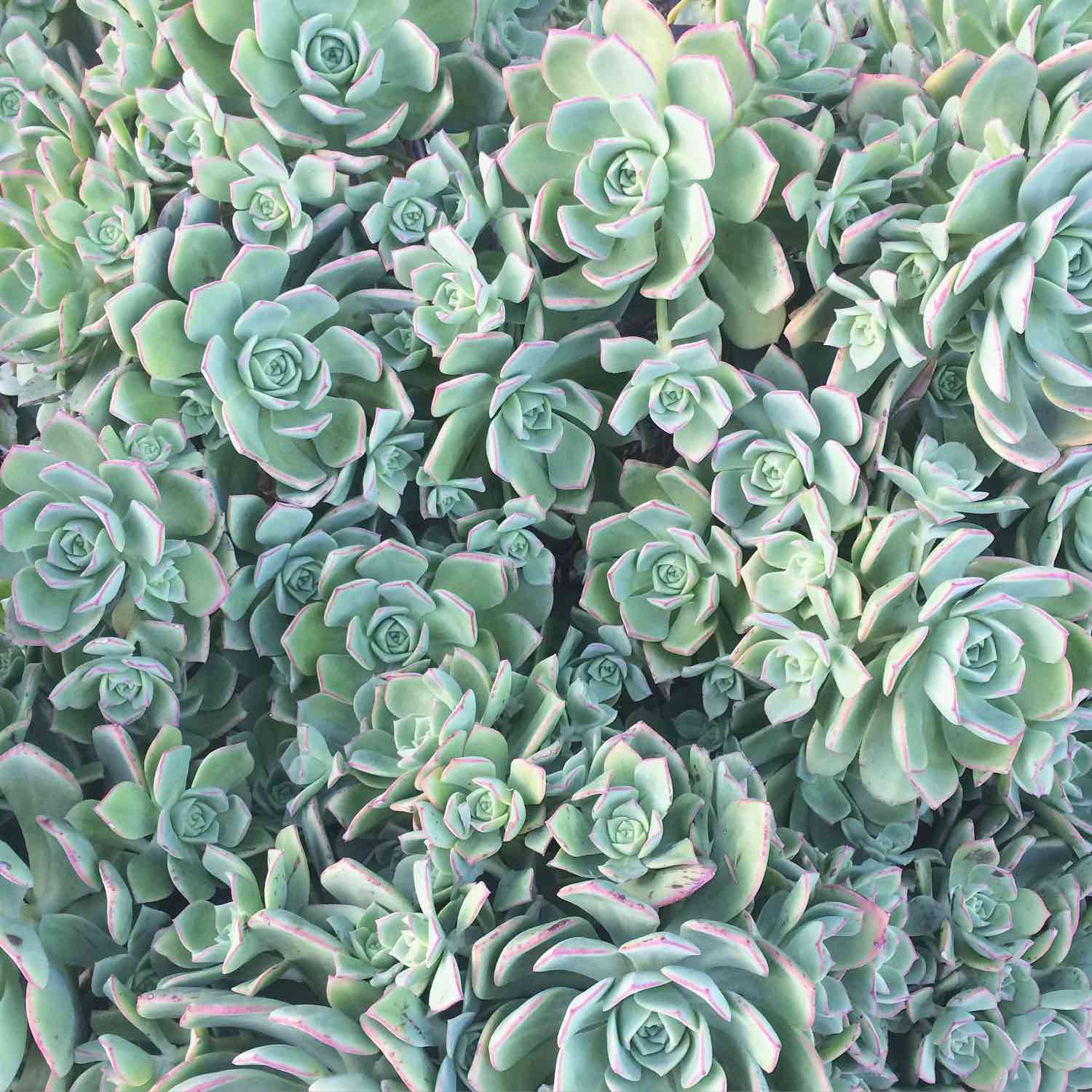 where to buy succulents in the bay area