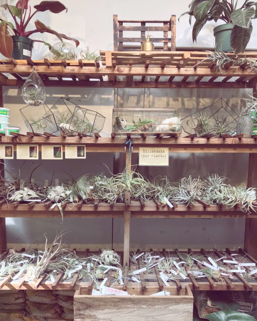 Air Plants at Paxton Gate San Francisco - Small Business Saturday